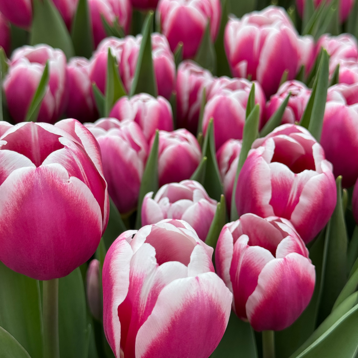 Tulip Brisbane — little farmhouse flowers